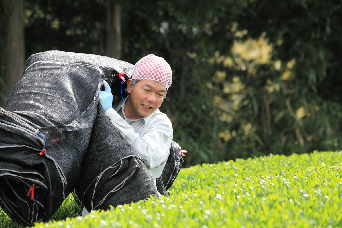 Masatoshi Matsuo bei der Beschattung seines Grüntees im Teegarten ChaYou
